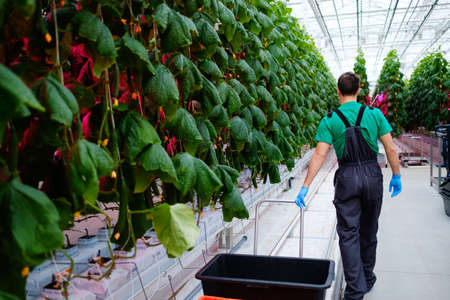 Man working in a greenhouse.の写真素材
