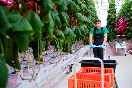 Man working in a greenhouse.