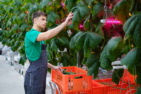 Man working in a greenhouse.