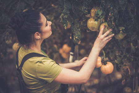 Woman working in a tomato greenhouse.の写真素材