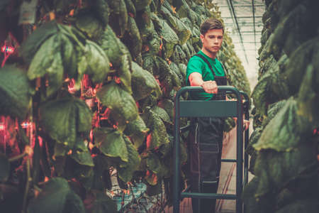 Man working in a greenhouseの写真素材