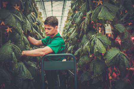 Man working in a greenhouse .