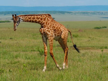 Reticulated giraffe in a Kenyaの写真素材
