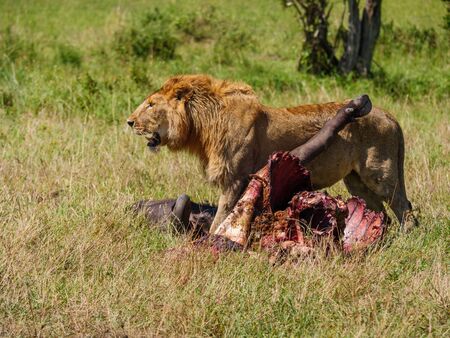 East african lion protecting his cape buffalo preyの写真素材