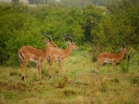 Generuks in Masai Mara park, Kenyaの写真素材
