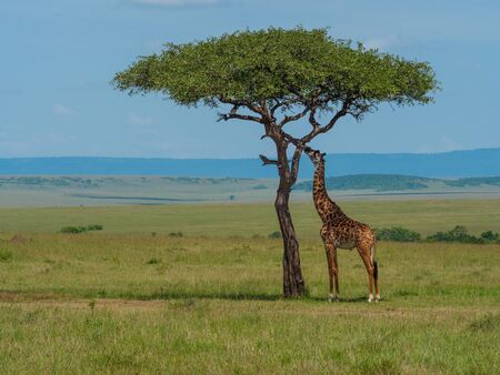 Reticulated giraffe in a Kenyaの写真素材