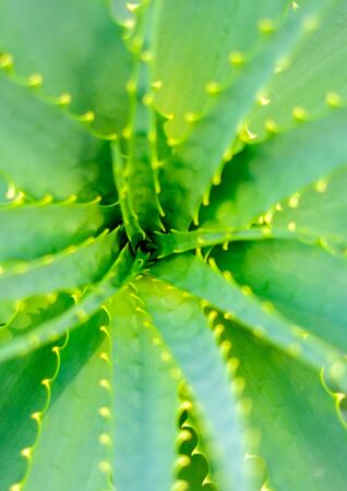 Close-up view of an Aloe Vera leavsの写真素材