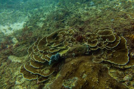 Underwater world in an oceanの写真素材