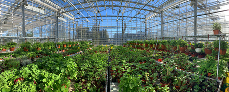 Interrior of a botanical greenhouse.の写真素材