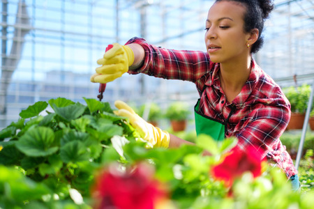 Black woman working in a botanical gardenの写真素材
