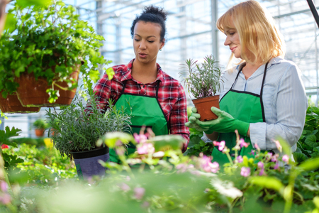 Two women working in a botanical gardenの写真素材
