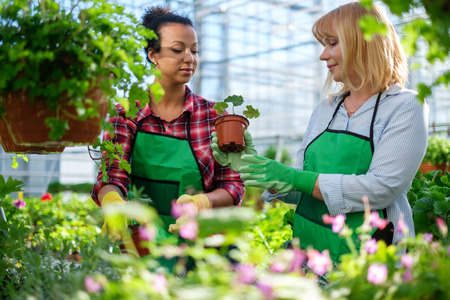Two women working in a botanical gardenの写真素材