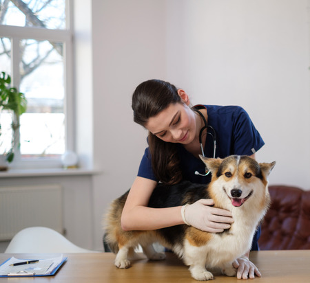 Veterinary surgeon and corgi dog at vet clinicの写真素材