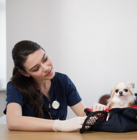 Veterinary surgeon and chihuahua dog at vet clinicの写真素材