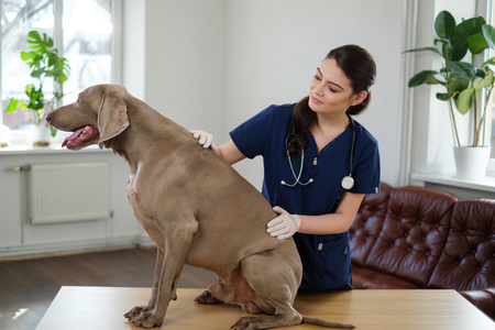 Veterinary surgeon and weimaraner dog at vet clinicの写真素材