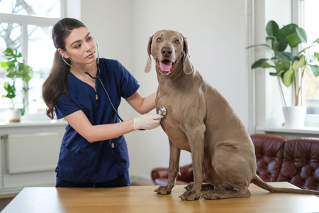 Veterinary surgeon and weimaraner dog at vet clinicの写真素材