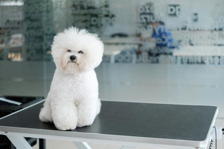 Bichon Fries at a dog grooming salonの写真素材