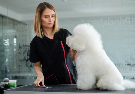 Bichon Fries at a dog grooming salon