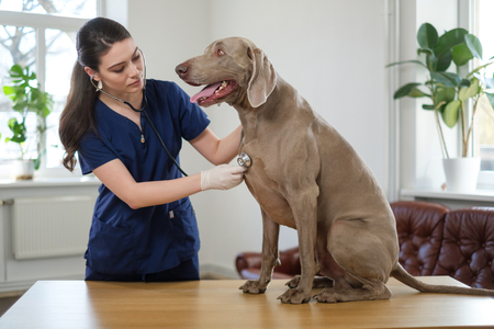 Veterinary surgeon and weimaraner dog at vet clinicの写真素材