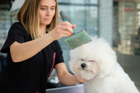 Bichon Fries at a dog grooming salonの写真素材