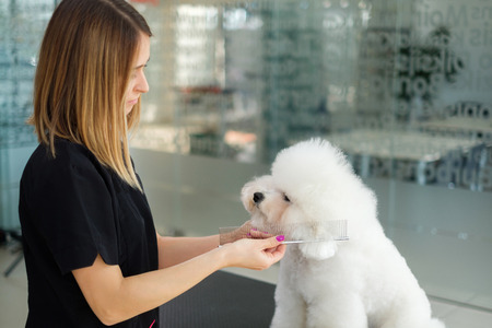 Bichon Fries at a dog grooming salonの写真素材