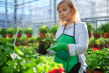 Mature woman working in a botanical gardenの写真素材