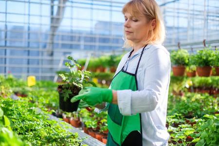 Mature woman working in a botanical gardenの写真素材