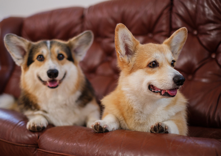 Two cute corgi dogs on a sofaの写真素材