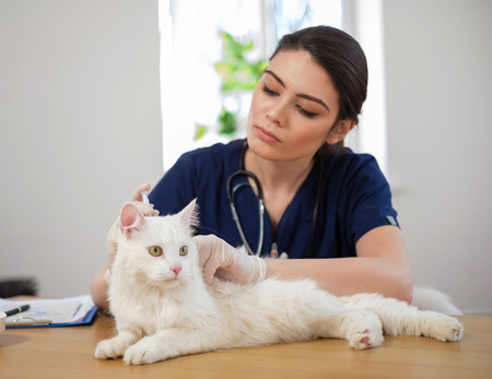 Veterinary surgeon and white cat at vet clinicの写真素材