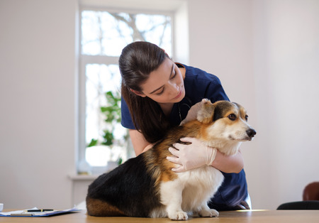 Veterinary surgeon and corgi dog at vet clinicの写真素材