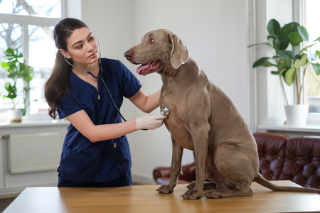 Veterinary surgeon and weimaraner dog at vet clinicの写真素材