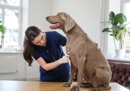Veterinary surgeon and weimaraner dog at vet clinicの写真素材