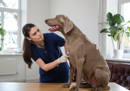 Veterinary surgeon and weimaraner dog at vet clinicの写真素材