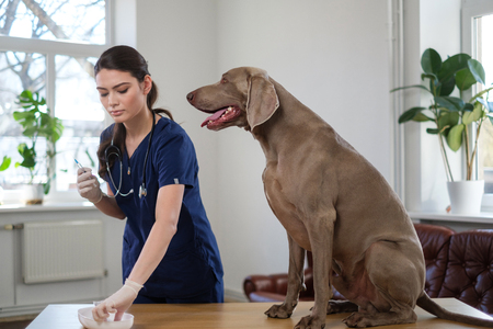 Veterinary surgeon and weimaraner dog at vet clinicの写真素材