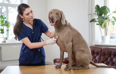 Veterinary surgeon and weimaraner dog at vet clinicの写真素材