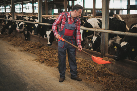 Farmer with showel in a cowshed on a dairy farm.の写真素材