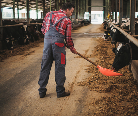Farmer with showel in a cowshed on a dairy farm.の写真素材