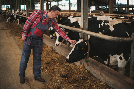 Farmer in a cowshed on a dairy farm.の写真素材