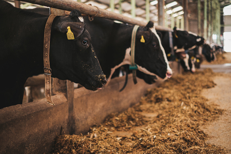 Cows in a cowshed on a dairy farm.の写真素材