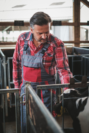 Farmer in a cowshed on a dairy farm.の写真素材