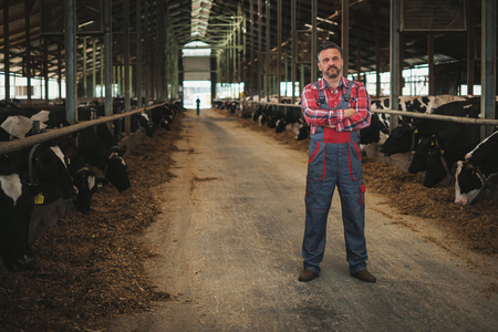 Farmer in a cowshed on a dairy farm.の写真素材