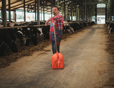 Farmer with showel in a cowshed on a dairy farm.の写真素材