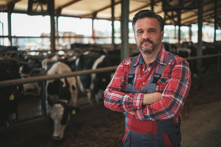 Farmer in a cowshed on a dairy farm.の写真素材