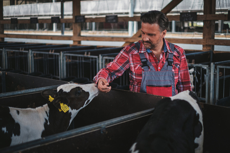 Farmer in a cowshed on a dairy farm.の写真素材
