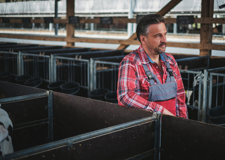 Farmer in a cowshed on a dairy farm.の写真素材
