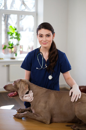 Veterinary surgeon and weimaraner dog at vet clinicの写真素材
