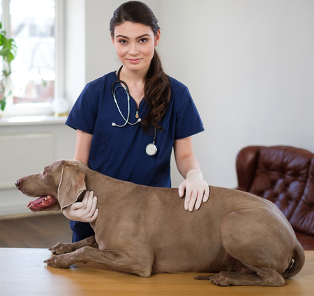 Veterinary surgeon and weimaraner dog at vet clinicの写真素材