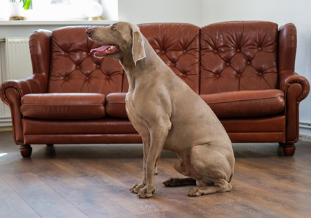 Beautiful weimaraner dog at homeの写真素材