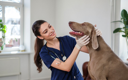 Veterinary surgeon and weimaraner dog at vet clinicの写真素材