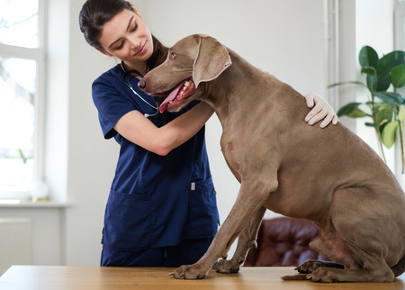 Veterinary surgeon and weimaraner dog at vet clinicの写真素材